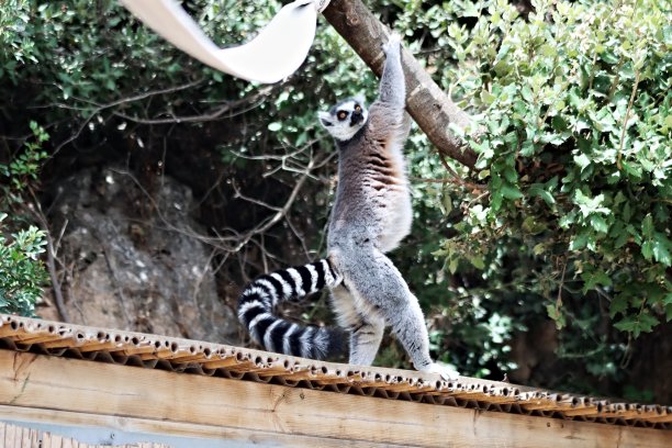 在屋顶上图片下载