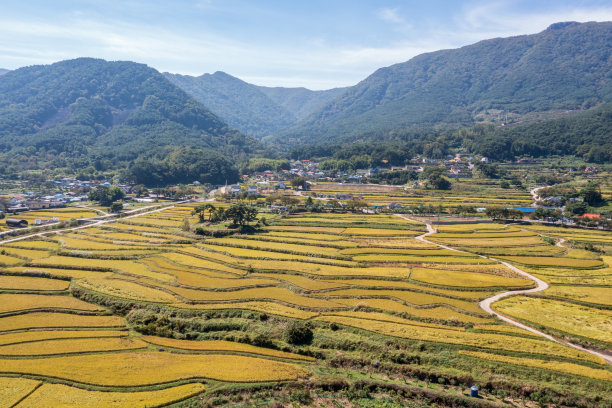 无人机拍摄的韩国农村黄色稻田的照片图片下载