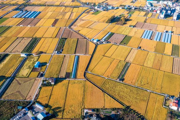 无人机拍摄的韩国农村黄色稻田的照片图片下载