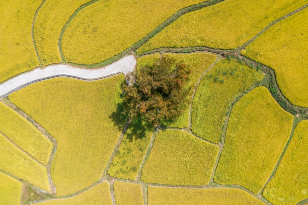 无人机拍摄的韩国农村黄色稻田的照片图片下载