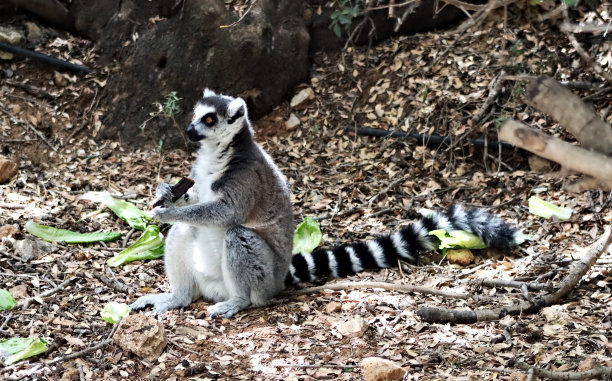 环尾狐猴图片下载
