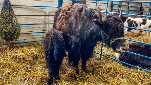 躺在干草床上的牦牛——展览会上的动物图片下载