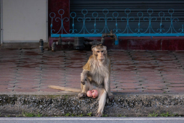 猴子搞笑图片下载
