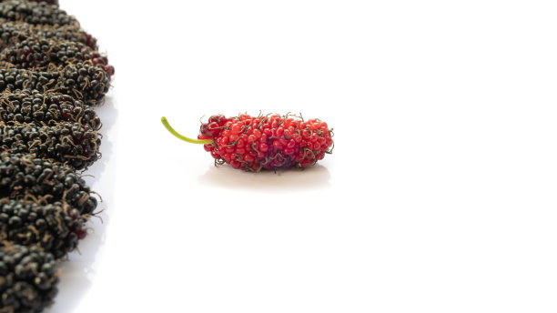 新鲜桑葚，黑色成熟和红色未成熟，孤立在白色背景上。健康的水果。中型灌木。水果提供纤维和有益的营养。从人群中脱颖而出和不同的概念图片下载