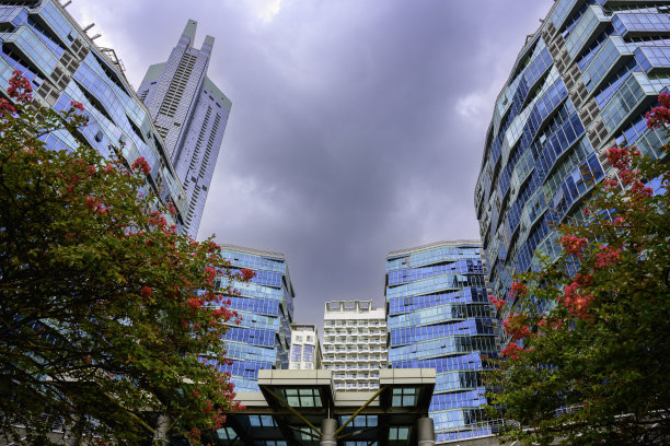 韩国釜山市建筑和百日菊树盛开的天际线图片下载