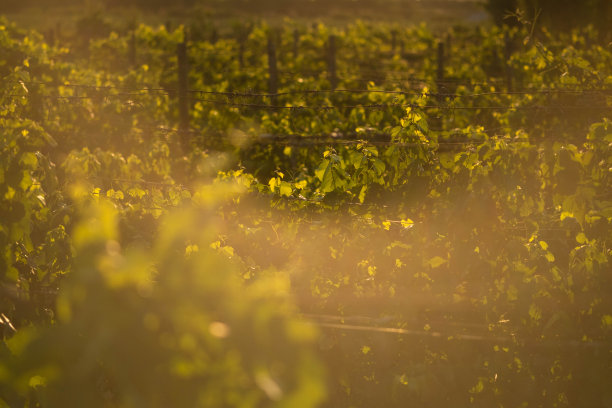 葡萄园，葡萄，树叶，藤蔓，土壤的图片图片下载