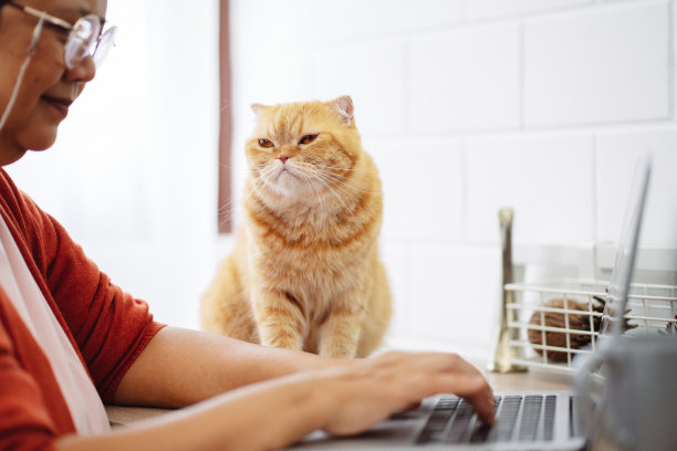 快乐的亚洲资深成熟女性和可爱的猫一起用笔记本电脑工作。图片下载