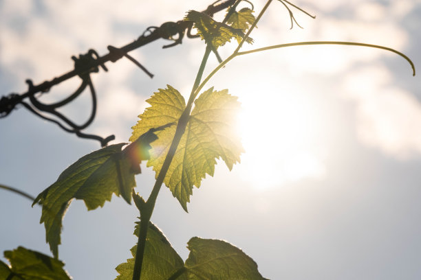 葡萄园，葡萄，树叶，藤蔓，土壤的图片图片下载