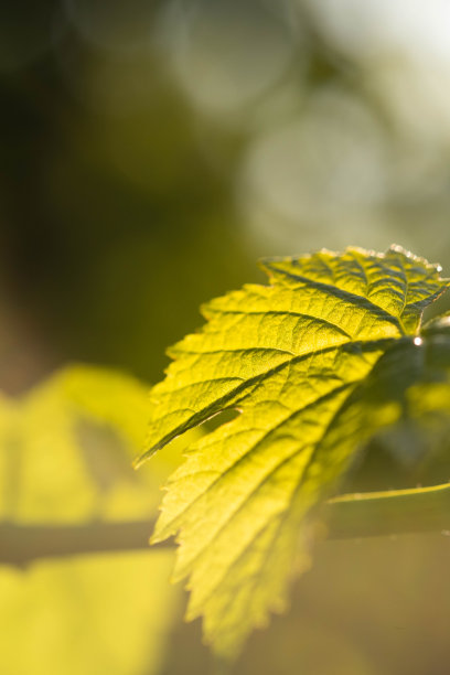 葡萄园，葡萄，树叶，藤蔓，土壤的图片图片下载