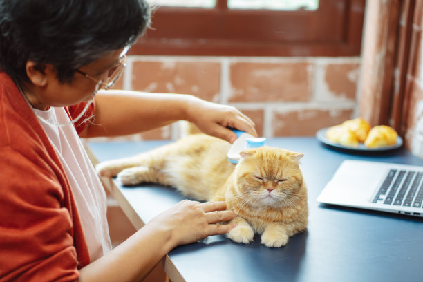 快乐的亚洲资深成熟女性与可爱的猫玩耍。图片下载