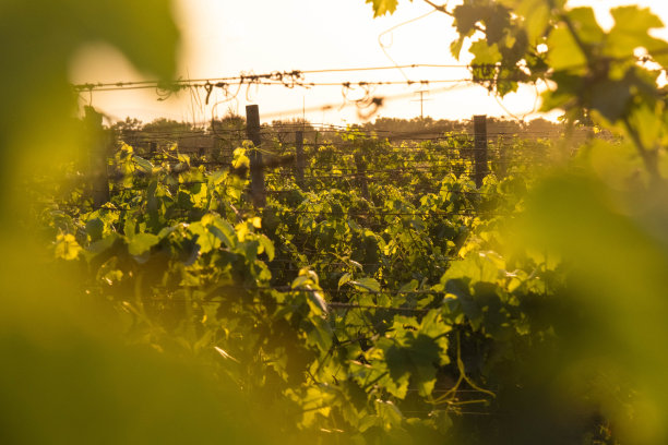葡萄园，葡萄，树叶，藤蔓，土壤的图片图片下载