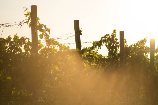 葡萄园，葡萄，树叶，藤蔓，土壤的图片图片下载
