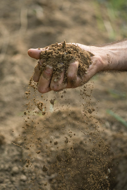 葡萄园，葡萄，树叶，藤蔓，土壤的图片图片下载