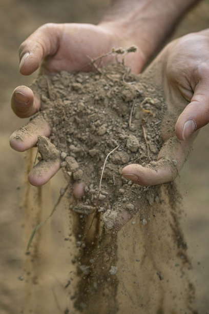 葡萄园，葡萄，树叶，藤蔓，土壤的图片图片下载