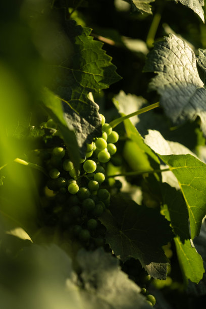 葡萄园，葡萄，树叶，藤蔓，土壤的图片图片下载