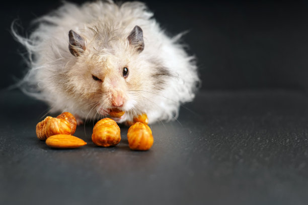 灰色毛茸茸的叙利亚仓鼠一边吃榛子一边眨眼睛图片下载