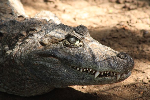 雅卡尔凯门鳄头部照片，眼部细节图片下载