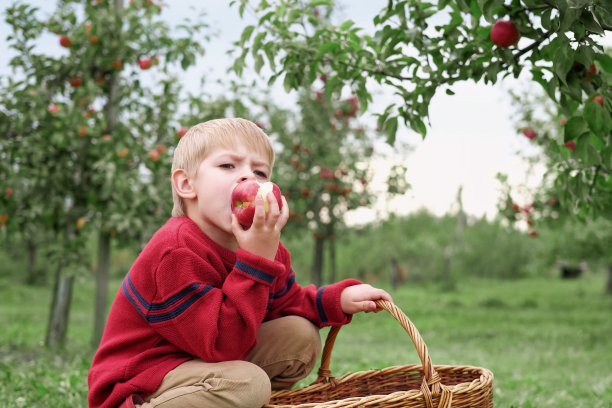 收获后的苹果园里的小孩。初学走路的小男孩在秋收的果园里吃着一个大红苹果。前景上的一篮子苹果。秋日阴天软影图片下载