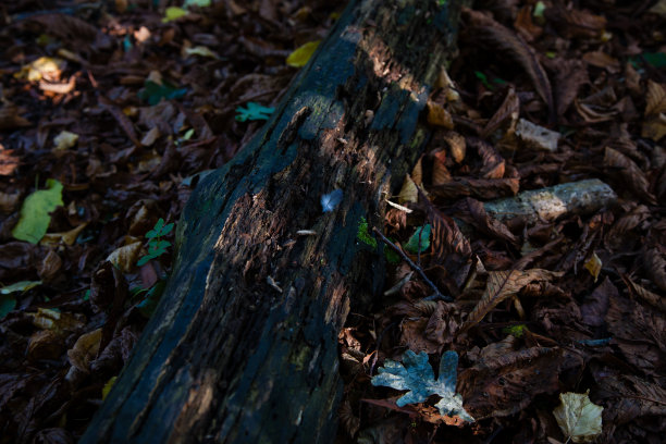 非常小的，浓密的羽毛，白色和灰色，坐在一个破旧的，腐烂的树干上。原木被令人惊叹的棕色叶子包围着。再加上羽毛和圆木在大小和颜色上的对比，这张照片很漂亮图片下载