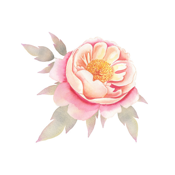 粉色精致的牡丹水彩插画。在一个孤立的背景上手绘的带有叶子的花的逼真图像。图片下载