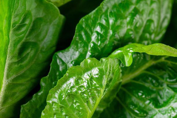 长叶莴苣的图案。微距照片绿色长叶莴苣纹理。新鲜的绿色长叶蔬菜。蔬菜为饮食和健康食品。有机食品图片下载