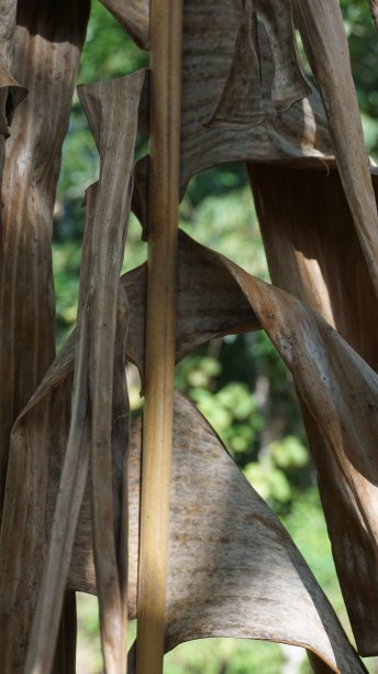 森林中的竹子，大自然中的竹子特写图片下载