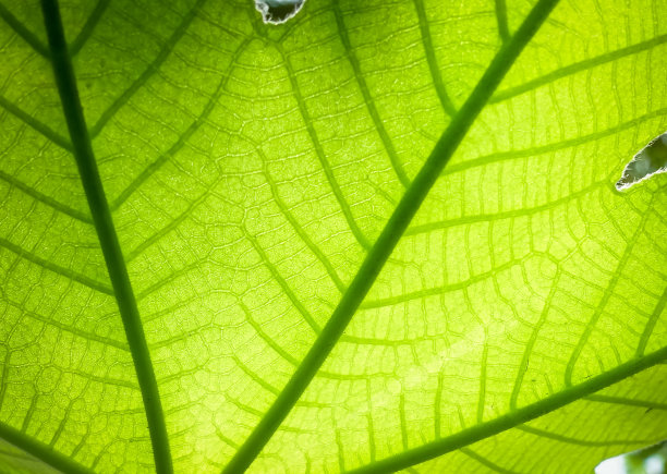 这是一片绿叶图片下载