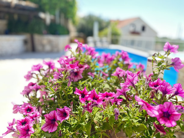 背景度假公寓里有游泳池的照片图片下载