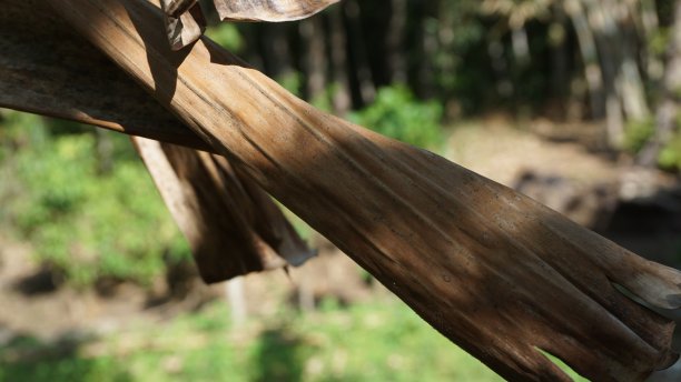 森林中的竹子，大自然中的竹子特写图片下载