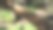 森林中的竹子，大自然中的竹子特写图片下载