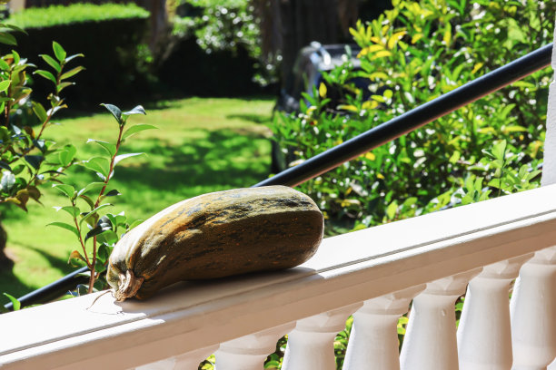 一个大黄瓜图片下载