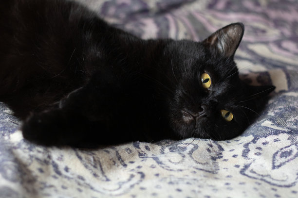 一只漂亮的黑猫，黄色的眼睛，优雅地躺在家里舒适的沙发上，直视着镜头。这张引人注目的照片捕捉到了这只家养动物宁静而迷人的存在，这是一张完美的宠物肖像。图片下载