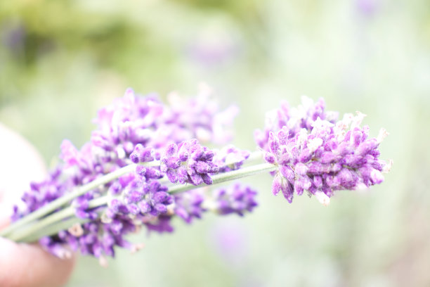 手持薰衣草花的女人。妇女在花园里用剪枝剪薰衣草花。薰衣草修剪时间。特写照片的生活方式。图片下载