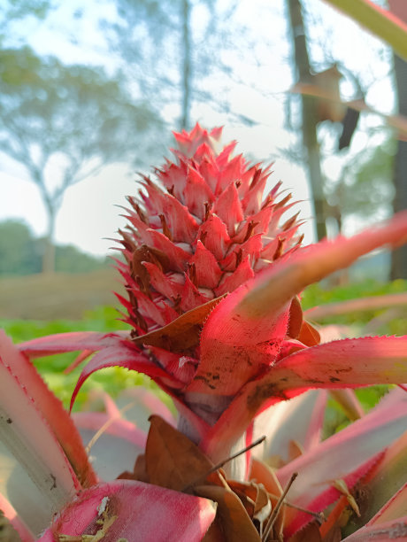 红凤梨图片下载