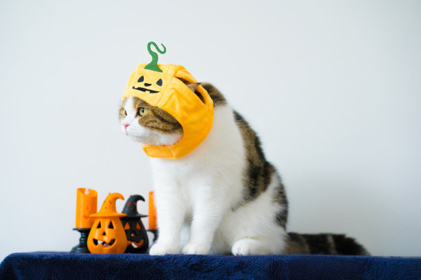 近距离苏格兰猫穿着南瓜万圣节的概念图片下载