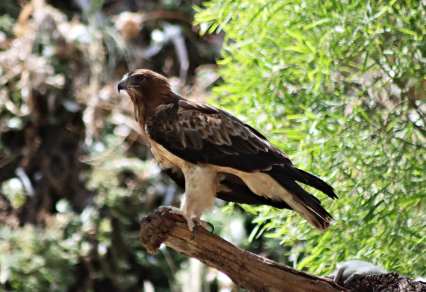 普通鵟图片下载