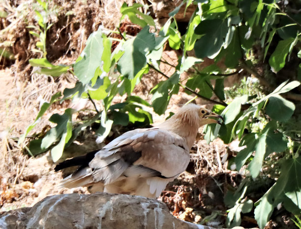 树叶的背后图片下载