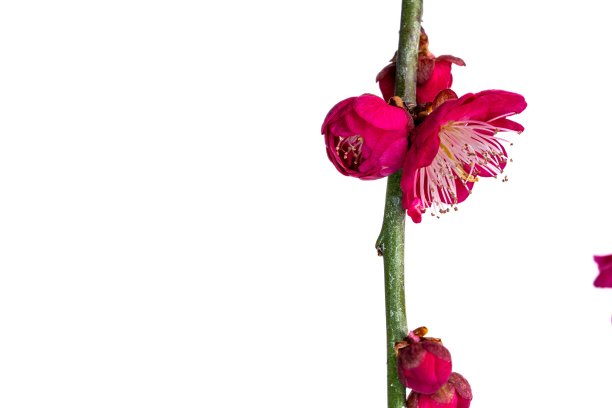 红梅白底照片。图片下载