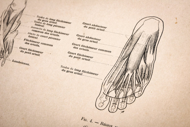 人体解剖插图，来自古董法国艺术书籍:腿和脚的肌肉图片下载
