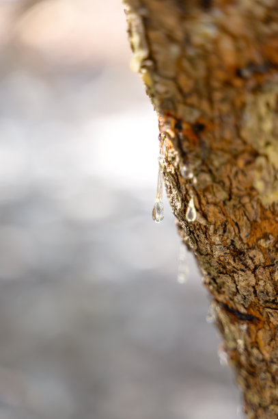 选择性地关注从乳香树的树枝上渗出的大乳香滴。树脂乳脂在阳光下闪闪发光。垂直的图片。美丽的散景背景。希俄斯岛希腊。图片下载
