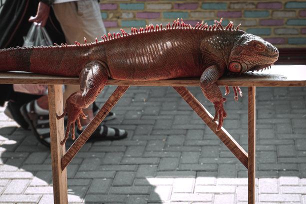 一只鬣蜥在烈日下晒太阳图片下载