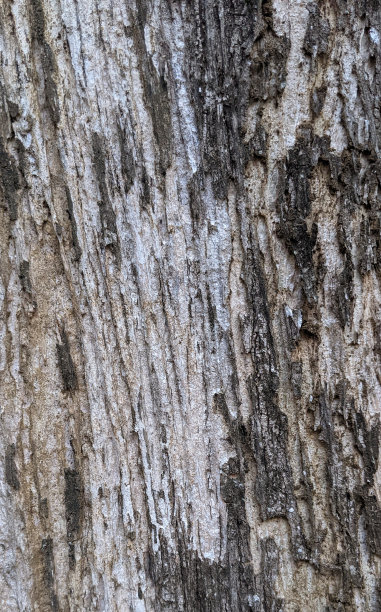 一棵长着许多苔藓的树。图片下载