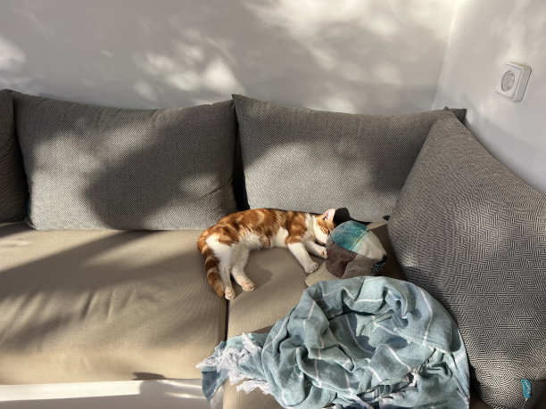 一只猫在沙发上放松的照片图片下载