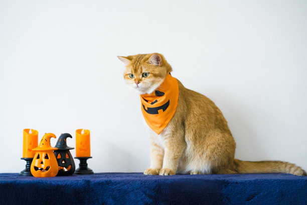 近距离的金色英国猫穿着南瓜万圣节的概念图片下载