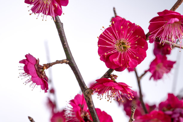 红梅白底照片。图片下载