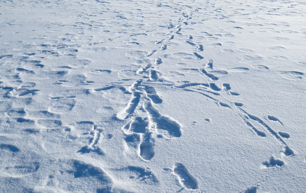 雪地上的脚印图片下载