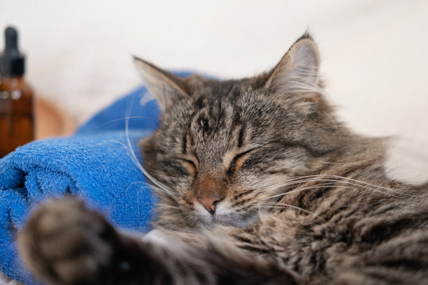快乐猫洗澡后用毛巾睡觉和休息。有趣的虎斑猫放松，在按摩台上平静下来，同时做水疗治疗。宠物美容。幽默。芳香疗法，身体护理。图片下载