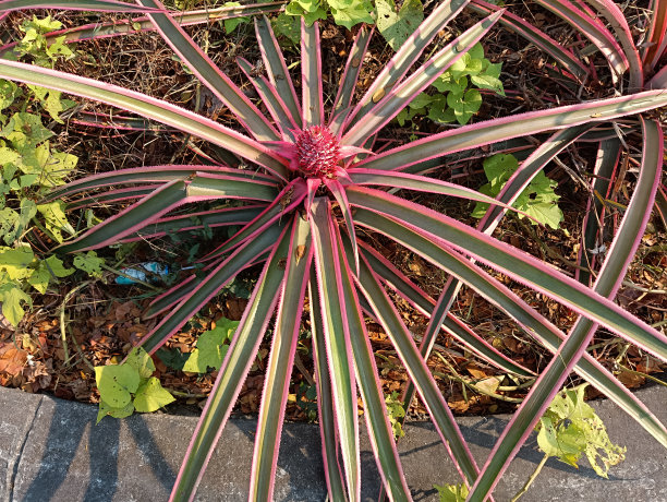 红凤梨图片下载