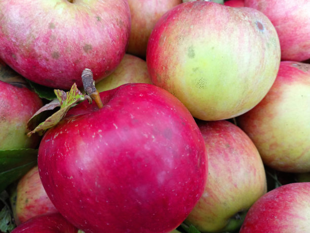 新鲜采摘的自制红苹果。苹果生活方式的照片。这些水果是在自然条件下生长的，没有额外的加工。图片下载