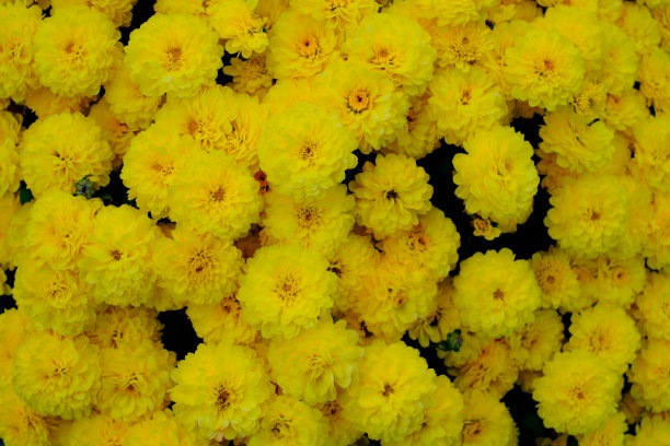 这是花园妈妈的照片图片下载